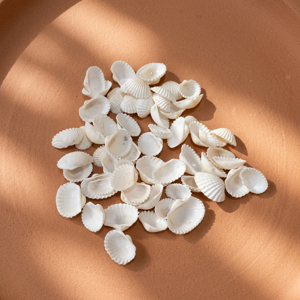 White Shells for Candle Making – 50g Packet | Melt & Mold – top view