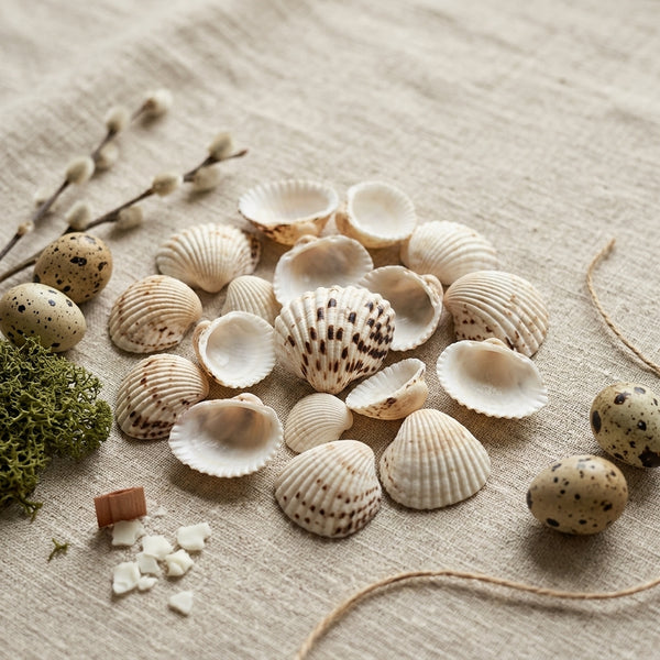 Shells For Candle Decor- 50 gms – front view