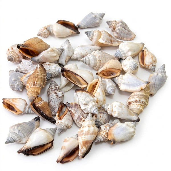 Brown Shells for Candle Making – 50g Packet | Melt & Mold – front view